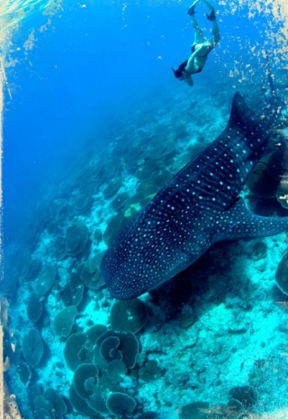  proporciones encantadoras 